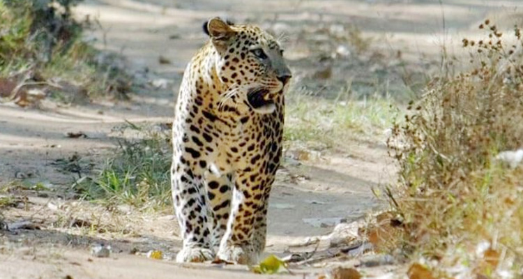 Top 13 National Parks and Wildlife Sanctuaries in and around Udaipur